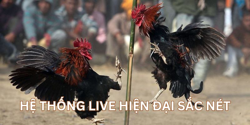 Sức hút của đá gà online Campuchia đến từ hệ thống live hiện đại